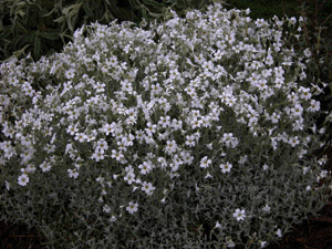 Vivers Càrex - Cerastium tomentosum columnae